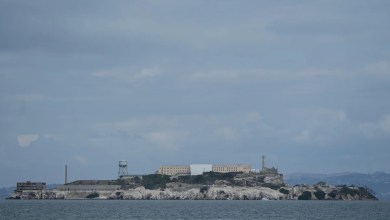 Male coyote swam 2 miles to Alcatraz Island, twice as far as biologists had expected Male coyote swam 2 miles to Alcatraz Island, twice as far as biologists had expected