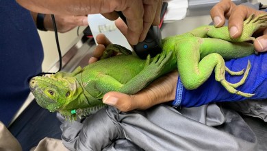 Uninhabited Caribbean islet blossoms into love nest for critically endangered iguana Uninhabited Caribbean islet blossoms into love nest for critically endangered iguana
