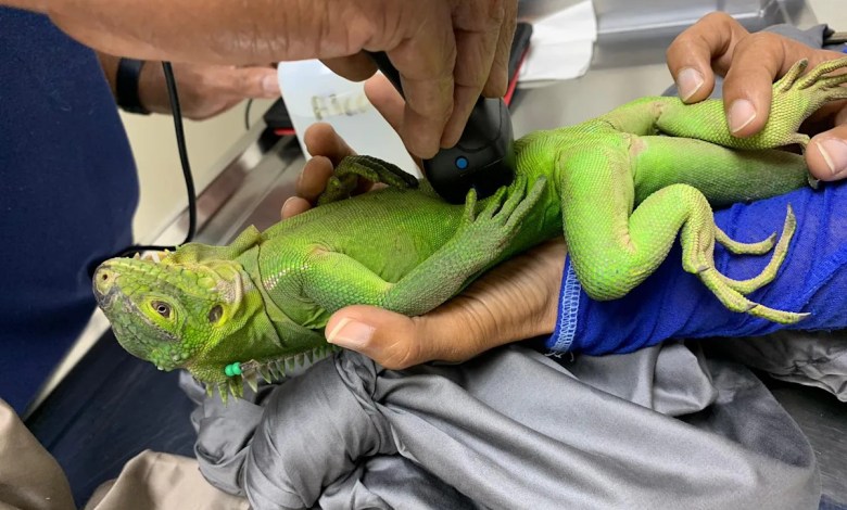 Uninhabited Caribbean islet blossoms into love nest for critically endangered iguana Uninhabited Caribbean islet blossoms into love nest for critically endangered iguana