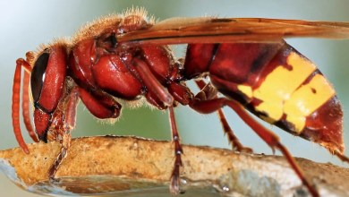 ‘It has retreated and is now returning’ ‘It has retreated and is now returning’