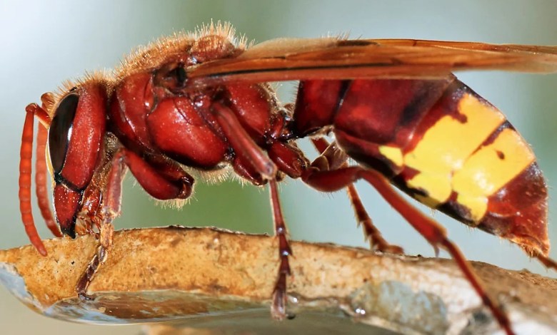 ‘It has retreated and is now returning’ ‘It has retreated and is now returning’