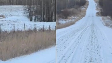 Driver captures stunning video of wild predator bounding across roadway: ‘Beautiful’ Driver captures stunning video of wild predator bounding across roadway: ‘Beautiful’