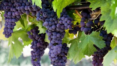 Researchers make shocking discovery after examining vineyard grown under solar panels Researchers make shocking discovery after examining vineyard grown under solar panels