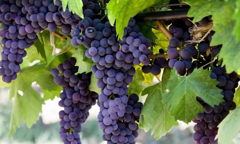 Researchers make shocking discovery after examining vineyard grown under solar panels Researchers make shocking discovery after examining vineyard grown under solar panels