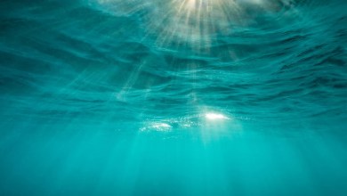 The Largest Underwater Creature Recorded In History Is Older Than The Steam Engine The Largest Underwater Creature Recorded In History Is Older Than The Steam Engine