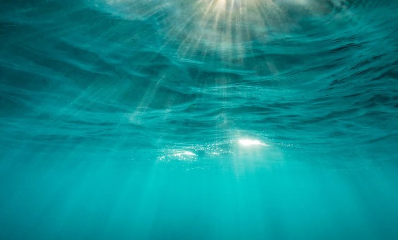 The Largest Underwater Creature Recorded In History Is Older Than The Steam Engine The Largest Underwater Creature Recorded In History Is Older Than The Steam Engine