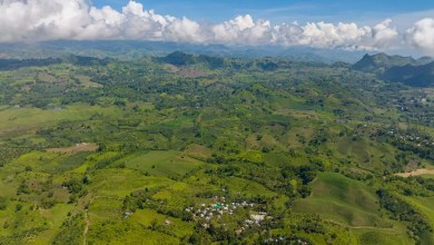 Wildlife officials thrilled after spotting rare ‘monkey-eating’ predator for first time in years: ‘Vital’ Wildlife officials thrilled after spotting rare ‘monkey-eating’ predator for first time in years: ‘Vital’