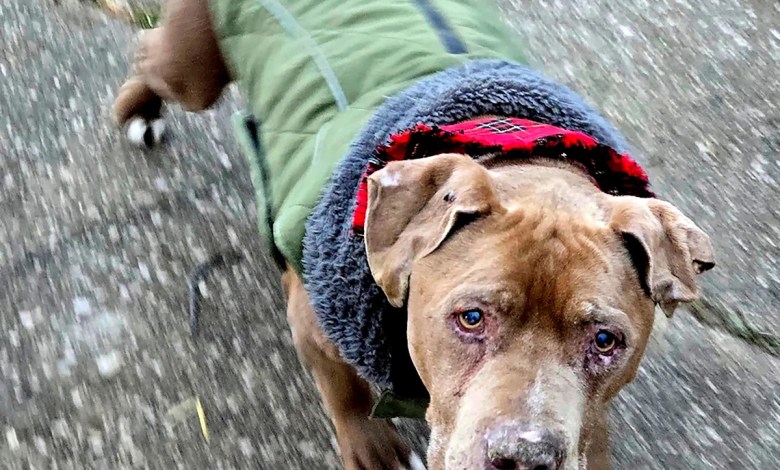 Jury convicts Michigan veterinarian of theft for refusing to return dog to homeless man Jury convicts Michigan veterinarian of theft for refusing to return dog to homeless man