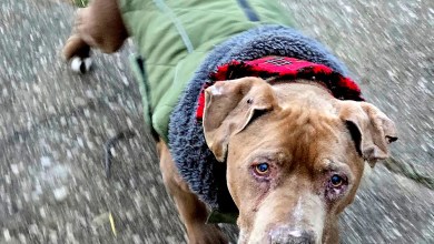 Jury convicts Michigan veterinarian of theft for refusing to return dog to homeless man Jury convicts Michigan veterinarian of theft for refusing to return dog to homeless man