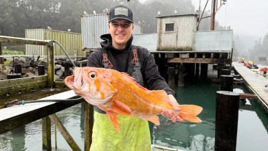 A California fisherman might have broken records by catching a 10.25-lb. canary rockfish A California fisherman might have broken records by catching a 10.25-lb. canary rockfish