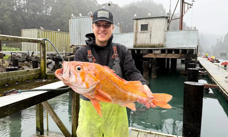 A California fisherman might have broken records by catching a 10.25-lb. canary rockfish A California fisherman might have broken records by catching a 10.25-lb. canary rockfish