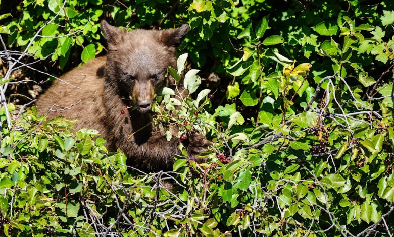 Florida man killed in bear attack at Glacier National Park Florida man killed in bear attack at Glacier National Park