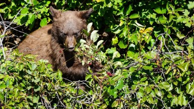 Florida man killed in bear attack at Glacier National Park Florida man killed in bear attack at Glacier National Park