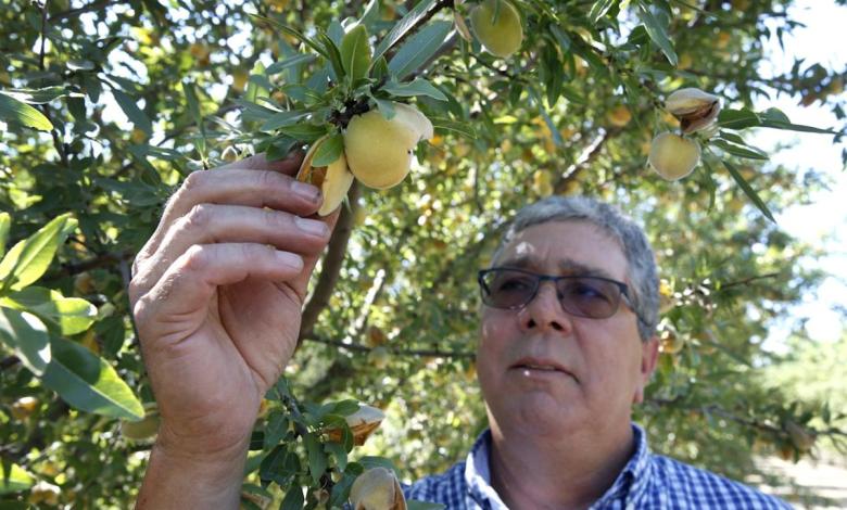 California farmers must destroy 420,000 peach trees after Del Monte closes its canneries and cancels more than 0 million in long-term contracts California farmers must destroy 420,000 peach trees after Del Monte closes its canneries and cancels more than 0 million in long-term contracts