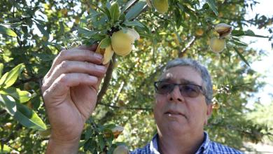 California farmers must destroy 420,000 peach trees after Del Monte closes its canneries and cancels more than 0 million in long-term contracts California farmers must destroy 420,000 peach trees after Del Monte closes its canneries and cancels more than 0 million in long-term contracts