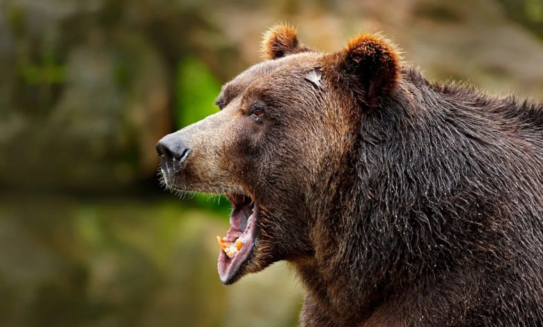 Man critically injured in sudden bear attack while working on tractor: ‘Not survivable’ Man critically injured in sudden bear attack while working on tractor: ‘Not survivable’