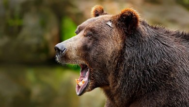 Man critically injured in sudden bear attack while working on tractor: ‘Not survivable’ Man critically injured in sudden bear attack while working on tractor: ‘Not survivable’