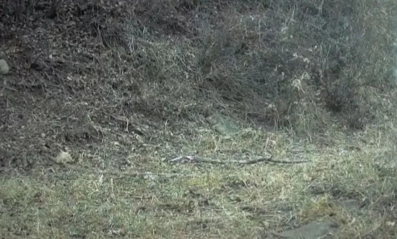 Trail cameras capture stunning footage of iconic predator roaming far from its expected habitat: ‘Will continuously spread’ Trail cameras capture stunning footage of iconic predator roaming far from its expected habitat: ‘Will continuously spread’