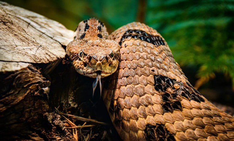 Hudson Valley among the most rattlesnake-infested areas on the East Coast Hudson Valley among the most rattlesnake-infested areas on the East Coast