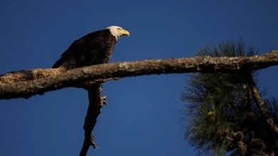5 bald eagles ‘did not die from natural causes’ in Michigan, state officials say 5 bald eagles ‘did not die from natural causes’ in Michigan, state officials say