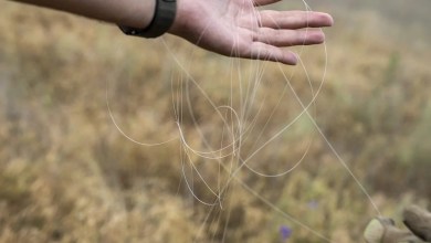 Ukrainian soldiers armed with scissors say they cut any fiber-optic drone cable they see — even if it might be their own Ukrainian soldiers armed with scissors say they cut any fiber-optic drone cable they see — even if it might be their own