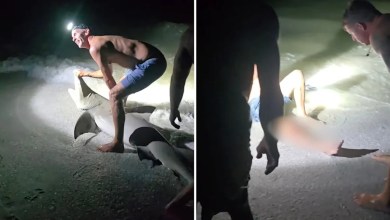 Graphic video shows man paying price after getting too close to beached shark: ‘That was completely avoidable’ Graphic video shows man paying price after getting too close to beached shark: ‘That was completely avoidable’