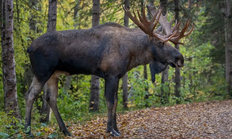 Video shows rescuers coming to aid of moose caught in shocking predicament: ‘Not an unformidable animal’ Video shows rescuers coming to aid of moose caught in shocking predicament: ‘Not an unformidable animal’