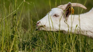 Officials deploy herd of hungry animals in fight against rapidly spreading species: ‘They’ve exceeded our hopes’ Officials deploy herd of hungry animals in fight against rapidly spreading species: ‘They’ve exceeded our hopes’