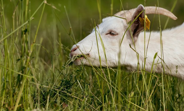 Officials deploy herd of hungry animals in fight against rapidly spreading species: ‘They’ve exceeded our hopes’ Officials deploy herd of hungry animals in fight against rapidly spreading species: ‘They’ve exceeded our hopes’