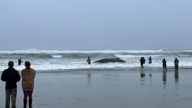 Young Humpback Whale Stranded on Beach After Getting Caught in Fishing Lines as Crowds Battle Surf to Help (Exclusive) Young Humpback Whale Stranded on Beach After Getting Caught in Fishing Lines as Crowds Battle Surf to Help (Exclusive)