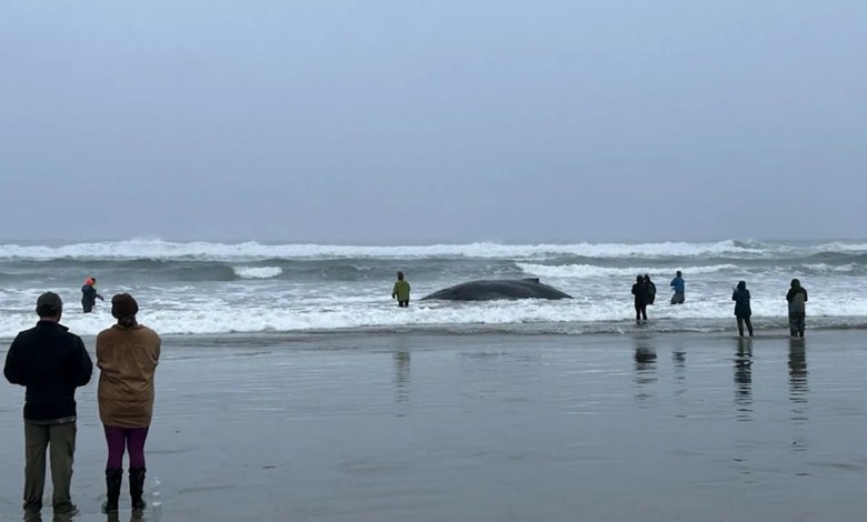 Young Humpback Whale Stranded on Beach After Getting Caught in Fishing Lines as Crowds Battle Surf to Help (Exclusive) Young Humpback Whale Stranded on Beach After Getting Caught in Fishing Lines as Crowds Battle Surf to Help (Exclusive)