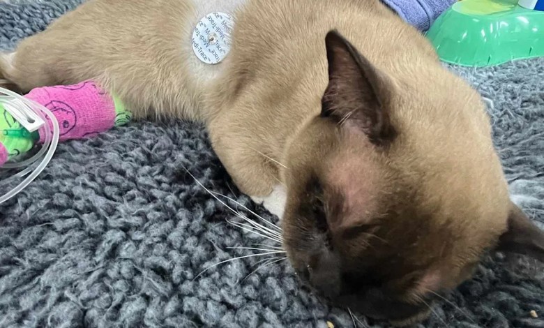 A Cat Went to Sleep in an Inactive Washing Machine, and Woke Up During a 55-Minute Wash Cycle with 3,000 Spins A Cat Went to Sleep in an Inactive Washing Machine, and Woke Up During a 55-Minute Wash Cycle with 3,000 Spins
