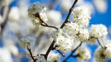 This tree makes neighborhoods stink — and N.J. is finally banning it This tree makes neighborhoods stink — and N.J. is finally banning it