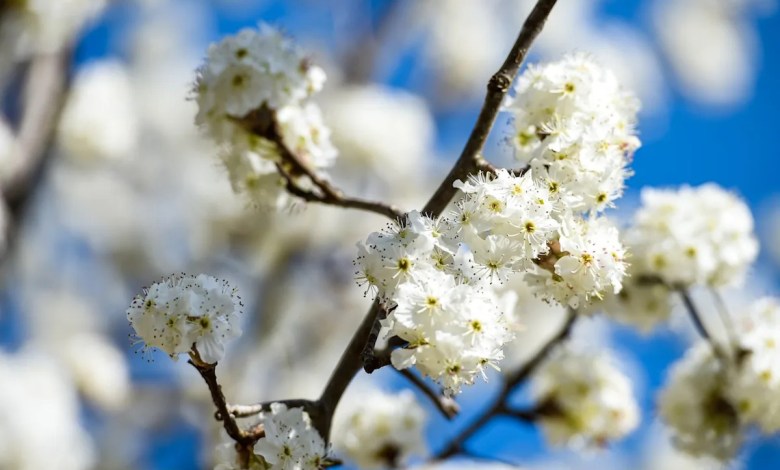 This tree makes neighborhoods stink — and N.J. is finally banning it This tree makes neighborhoods stink — and N.J. is finally banning it