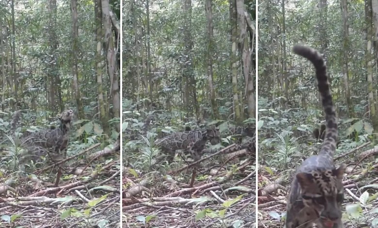 Trail cameras record first-of-its-kind footage of ‘one of the rarest’ species: ‘An incredibly encouraging sign’ Trail cameras record first-of-its-kind footage of ‘one of the rarest’ species: ‘An incredibly encouraging sign’