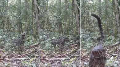 Trail cameras record first-of-its-kind footage of ‘one of the rarest’ species: ‘An incredibly encouraging sign’ Trail cameras record first-of-its-kind footage of ‘one of the rarest’ species: ‘An incredibly encouraging sign’