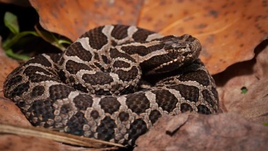 Inbreeding Threatens Michigan’s Only Rattlesnake — What It Means for Conservation Inbreeding Threatens Michigan’s Only Rattlesnake — What It Means for Conservation