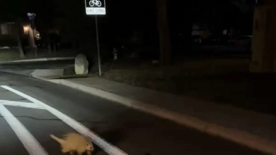 The unexpected animal Texans are spotting around town The unexpected animal Texans are spotting around town