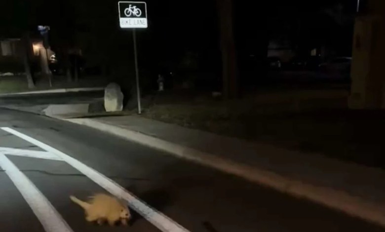 The unexpected animal Texans are spotting around town The unexpected animal Texans are spotting around town