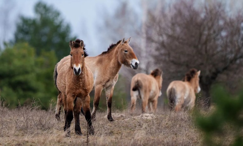 Chernobyl’s radioactive landscape is testament to nature’s resilience and survival spirit Chernobyl’s radioactive landscape is testament to nature’s resilience and survival spirit