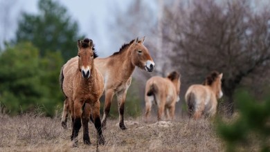 Chernobyl’s radioactive landscape is testament to nature’s resilience and survival spirit Chernobyl’s radioactive landscape is testament to nature’s resilience and survival spirit
