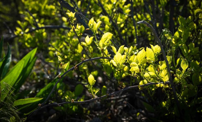 ‘It’s devastating to see it be taken over’ ‘It’s devastating to see it be taken over’