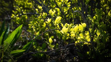 ‘It’s devastating to see it be taken over’ ‘It’s devastating to see it be taken over’