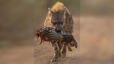 Incredible image of hyena carrying a zebra’s head triumphs in world’s largest close-up photography competition as the ‘hunter’ locks eyes with the lens… Incredible image of hyena carrying a zebra’s head triumphs in world’s largest close-up photography competition as the ‘hunter’ locks eyes with the lens…