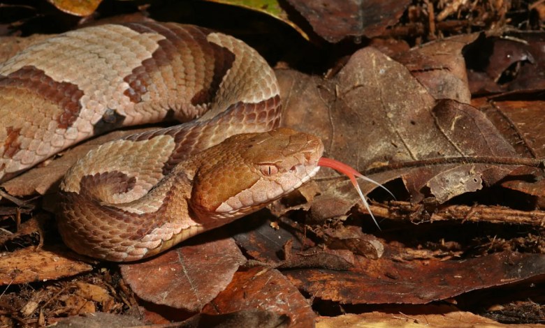 Can I kill it? Here’s what SC state law says. Can I kill it? Here’s what SC state law says.