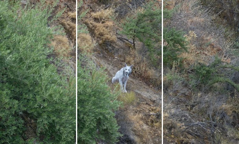 ‘I couldn’t believe what I was seeing’ ‘I couldn’t believe what I was seeing’