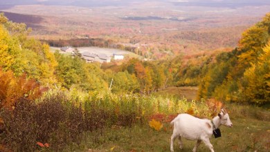 Vermont ski areas employ goats and sheep to clear the slopes Vermont ski areas employ goats and sheep to clear the slopes