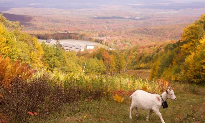 Vermont ski areas employ goats and sheep to clear the slopes Vermont ski areas employ goats and sheep to clear the slopes