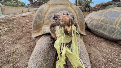 Gramma the Galápagos tortoise, oldest resident of San Diego Zoo, dies at about 141 Gramma the Galápagos tortoise, oldest resident of San Diego Zoo, dies at about 141