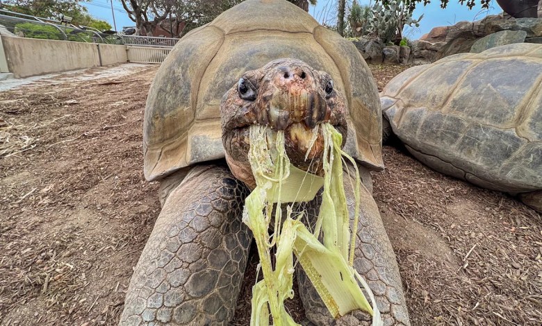Gramma the Galápagos tortoise, oldest resident of San Diego Zoo, dies at about 141 Gramma the Galápagos tortoise, oldest resident of San Diego Zoo, dies at about 141